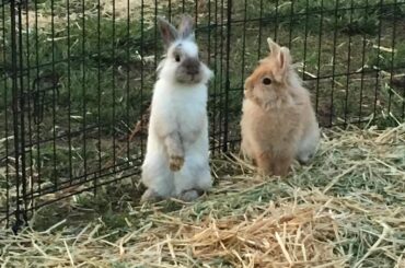 Throwback stand up Cane, before he was a daddy bun.