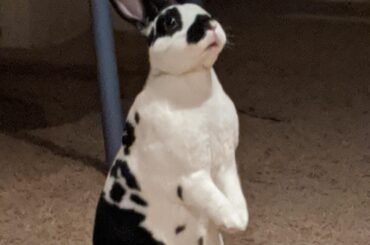 Can I haz those chips mom? Pleeeeeeeeeze?