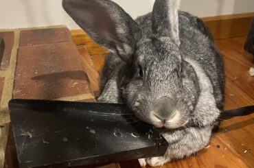 Headrest