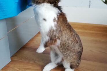 Marta sniffing on my jacket