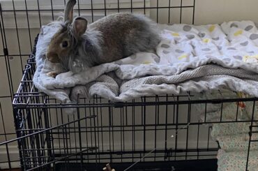 She has a whole half room to her self yet the top of the cage is the best spot