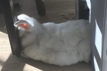 Hot tip: Rest your eye socket on a stool leg for better naps