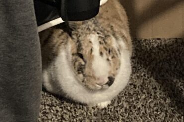 Just a hint of a paw!