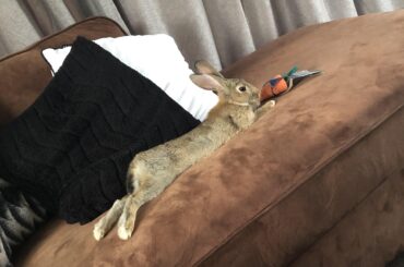 One super relaxed hop noodle