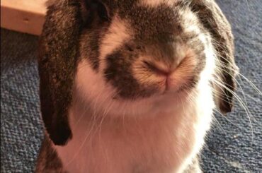 This is Porky, and he’s a devil in disguise.