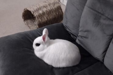 He has claimed the chair as his own