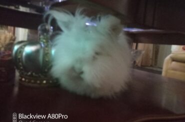 Marie likes to cuddle up next to the crown we got her, hiding out on the coffee table shelf. It's not the Imperial State Crown, but it was the best we could find at Ross.