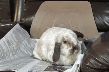 Loaf doesn’t know he’s about to get medicine