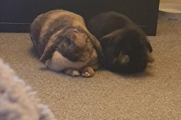 Synchronised loafing!