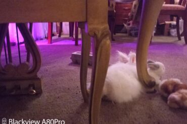 After-groom pout