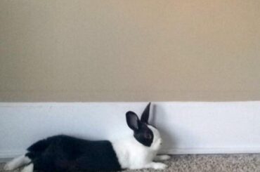 Escape pen ✅ Wake up humans ✅ Sploot ✅ All in a day’s work.