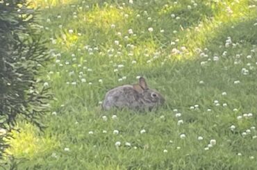 Locally sourced, clover fed, 100% organic wheat