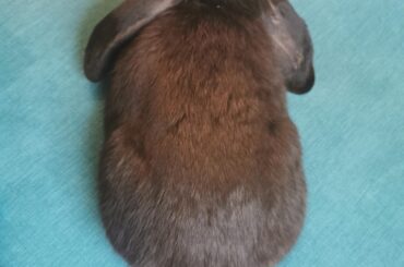 Aerial Loaf ft Mr. Babbage