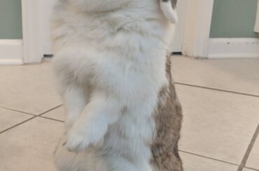 That double chin tough