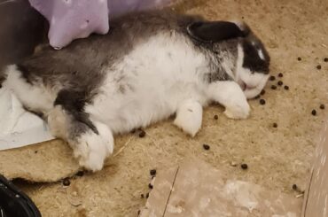 shisui is the limpest dude ever