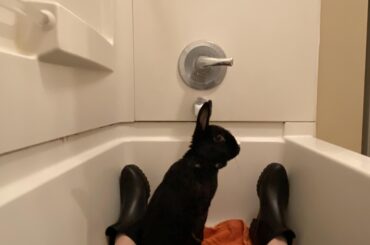 Due to inclement weather we have taken refuge in the bath. He is not impressed.