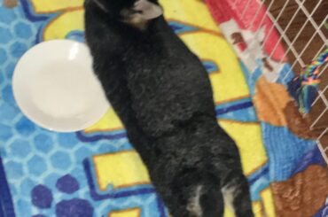 Usually - five pound little ball of fluff. Not very big or suspecting. Today - hopnoodle unit