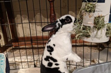 Buttercup enjoys eating while standing up