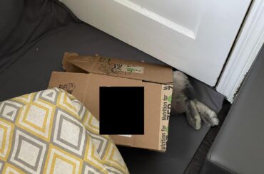 Echo loves to sleep in his box