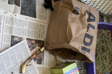 there are two buns in the bag