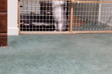 My boy Thumper showin some tummy ❤