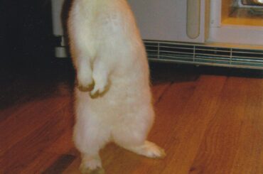 Alice begging for food around when I first adopted her sometime in 2006. She used to hop into the fridge every time we opened it. I miss my little girl.