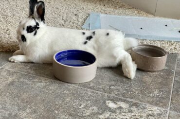 Tail on water dish - ahhhh!
