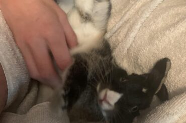 my bunny loves scratches from my bf