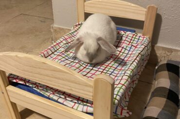 I think she likes her new bed