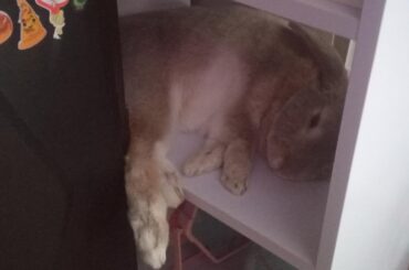 Link doesn't care that there isn't enough room for a flop