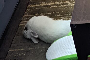 flop.