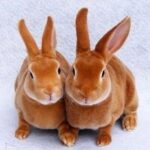 These Two Fawn Rex Rabbits
