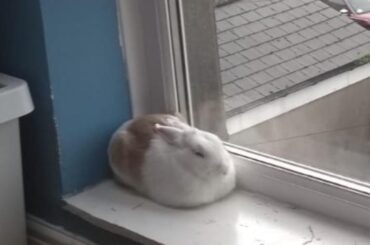 Windowsill 100% loaf