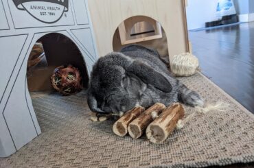 Ah yes, wood toy makes the perfect pillow
