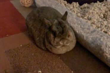 banana bread n Twinkie