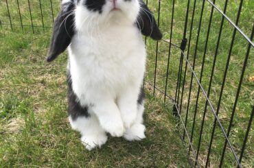 Just found this sub so I felt obligated to post my mini cow, Patch