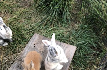 You can pout all you’d like about the new rules but I have enough bunnies that stand up I can carry this whole sub all on my own if I have to. (Point is stop being petty and just post your pictures, unless you just can’t not concern troll, then get out)