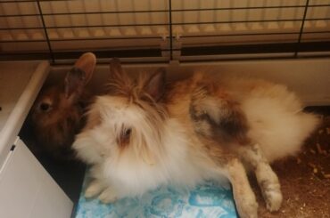 idk why they keep doing it