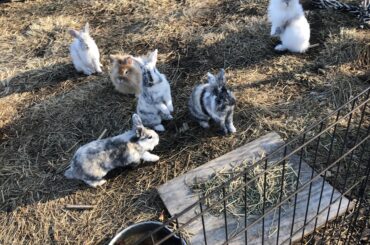 Two for bun stand up buns