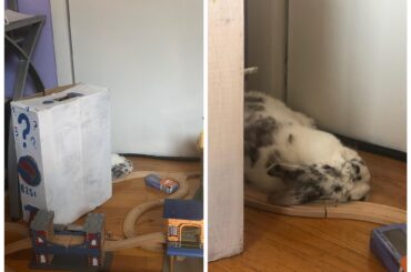 I have a hidey hut next to my desk but Gulliver prefers to flunf on the train tracks