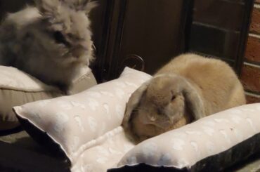 Loafin' in her hop n flop pillow!