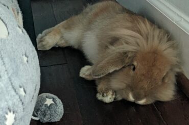 Little Donkey 🐴 is exhausted after a long day of napping