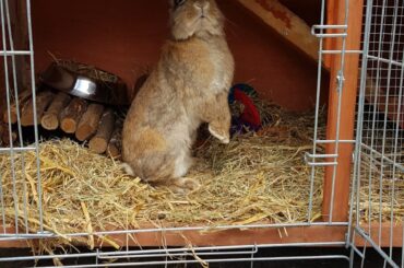 One of our 2 rescue buns. Only got them the other day run is being built as of when i posted this and new bigger hutch on its way. We are doing the best to make these girls lives better.