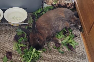 Becoming one with breakfast.