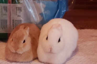Meet Sir Cinnabun and Lady Sashenka Snowbun in loaf form (Crosspost from r/rabbits)