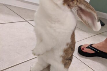 Will stand up tall for treats