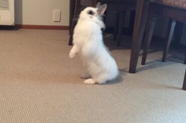 TIL this is a sub! Everyone, this is Minky