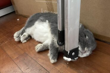 Ah, yes.. In between the cool metallic ladder legs and an edible wall is the perfect nap spot for me.
