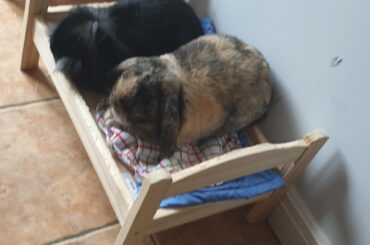 Just 2 lottle buns loafing in bed!