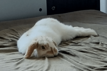 Working from home with my flufnoodle